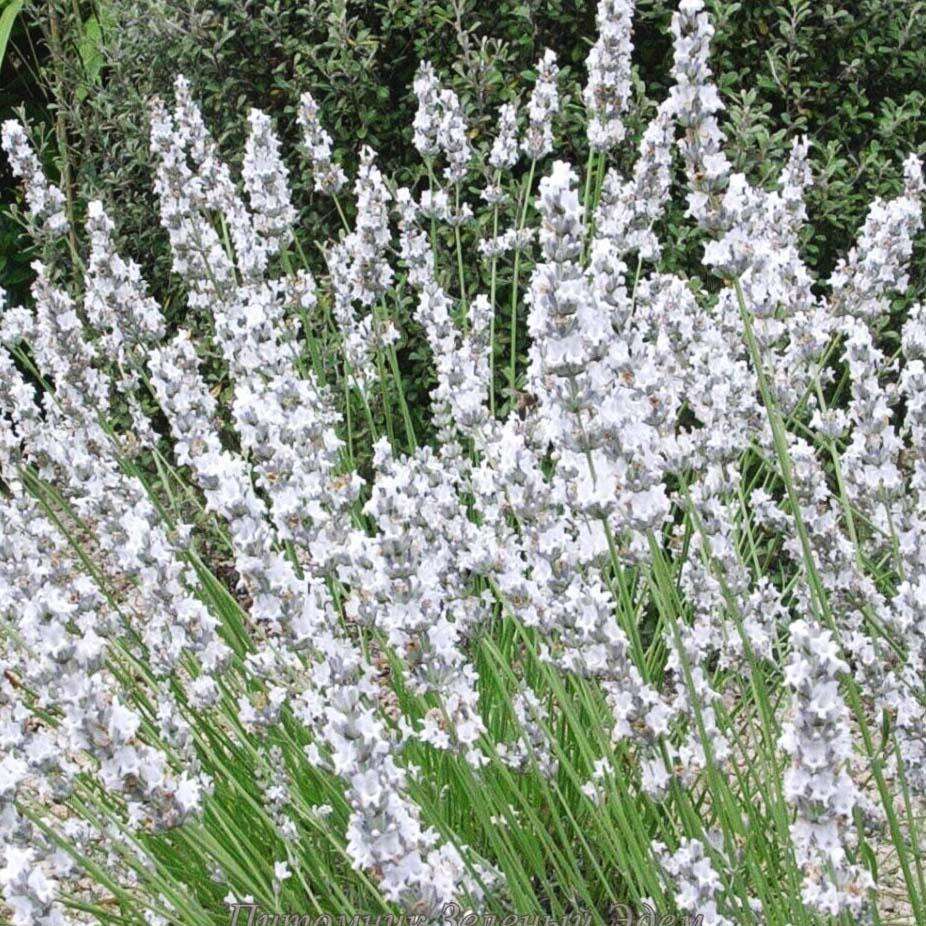 Лаванда гибридная Edelweiss (Эдельвейс) купить выгодно✵Сады-Эдема.рф –интернет магазин растений для сада